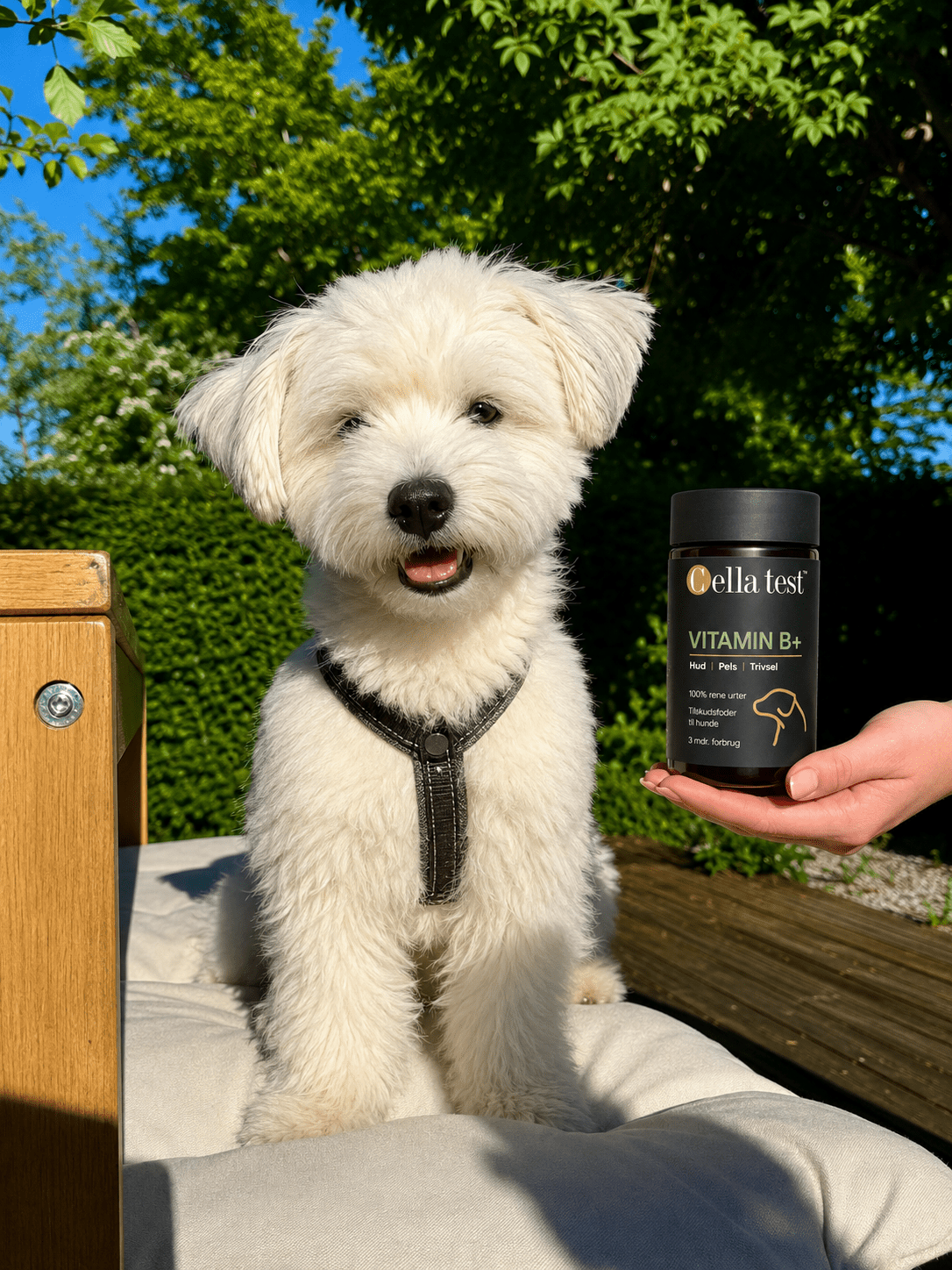 VITAMIN B+ hårcelletest | Cella Test