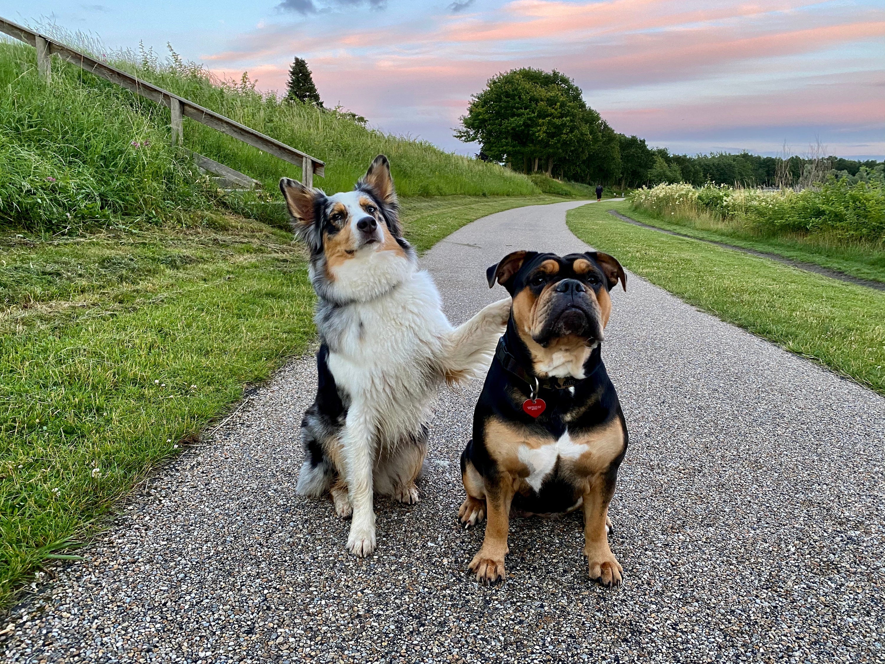Hvorfor klør min hund sig? 7 tegn du ikke bør ignorere - CELLATEST
