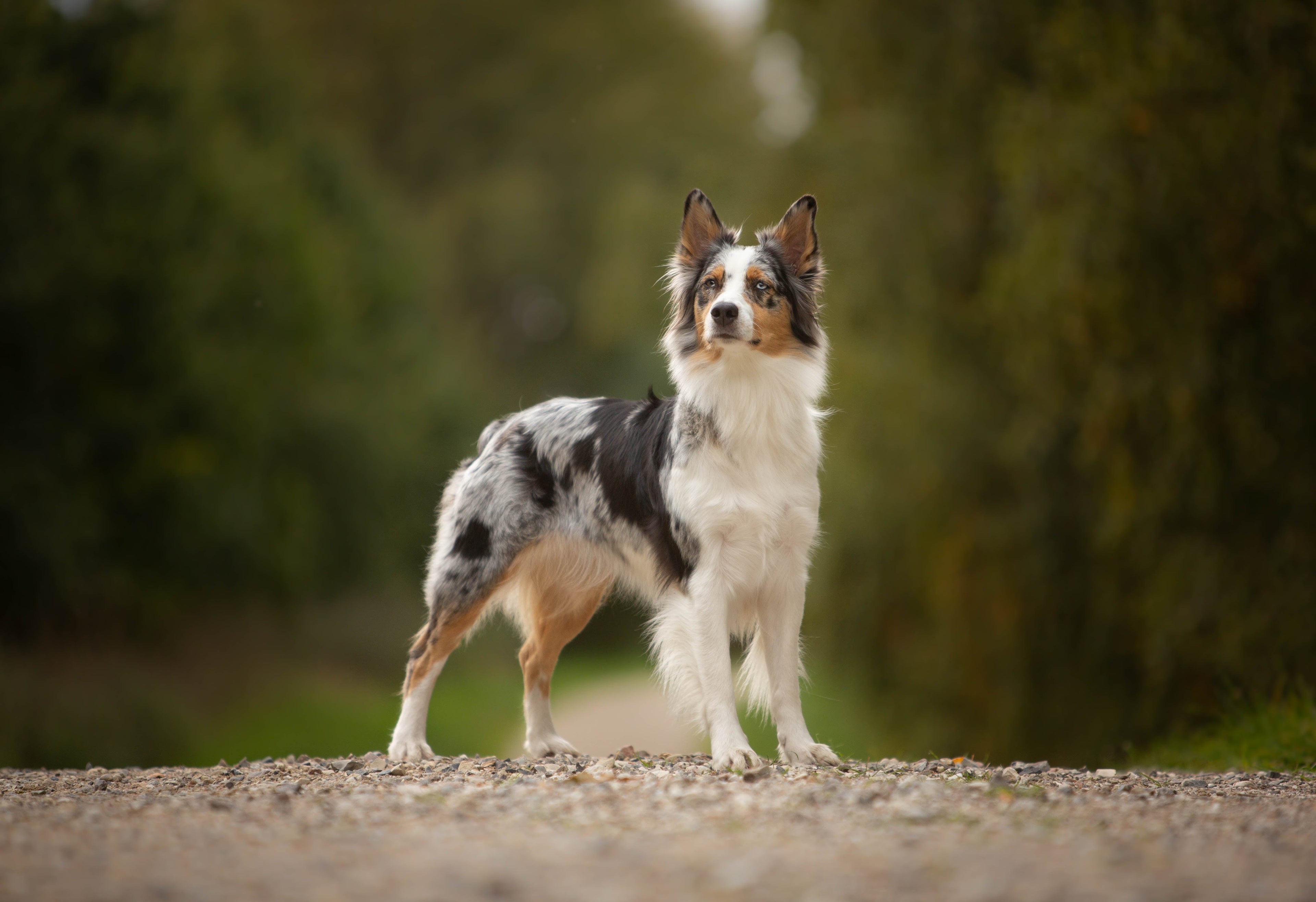 Produkter til hund - CELLATEST