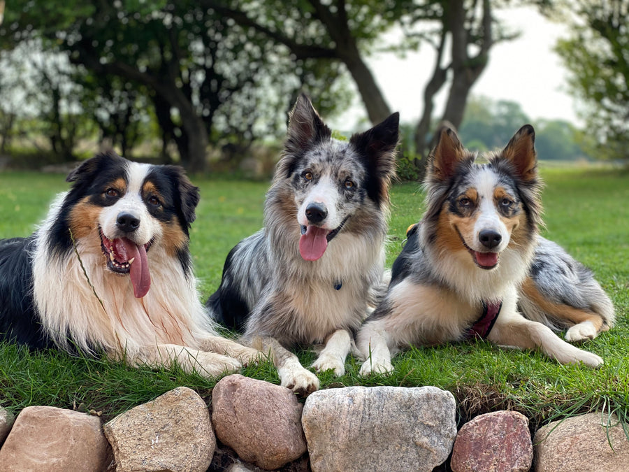 Til hunde