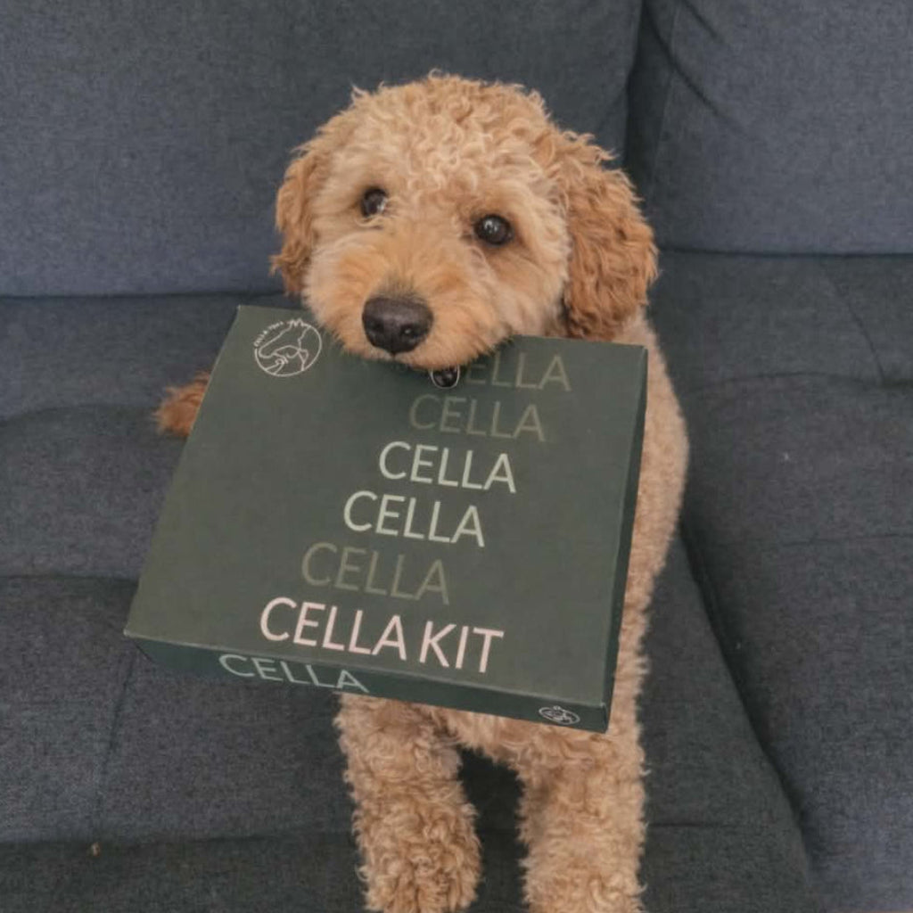 Cella Home Kit Hund