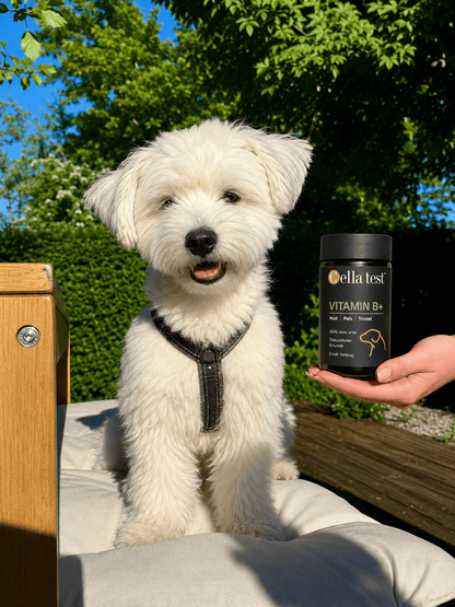 VITAMIN B+ hårcelletest | Cella Test
