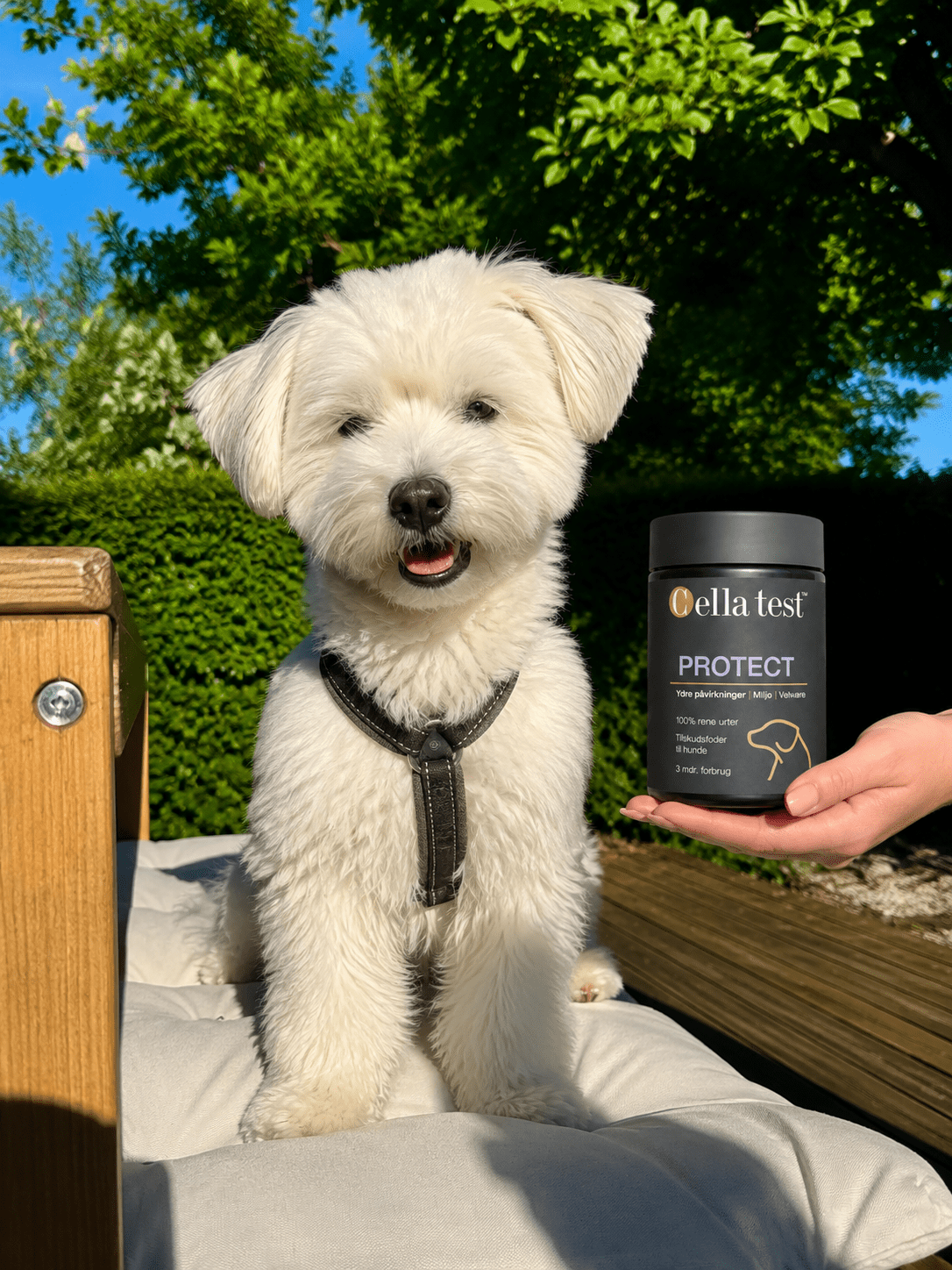 PROTECT hårcelletest | Cella Test