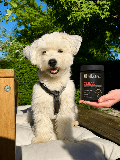 CLEAN hårcelletest | Cella Test