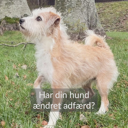 Cella Home Kit Hund